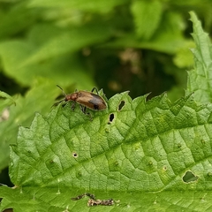 Cerogria quadrimaculata