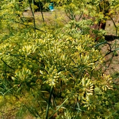 Foeniculum vulgare