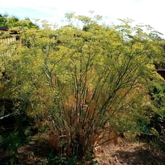 Foeniculum vulgare