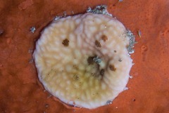 Calyptotheca nivea