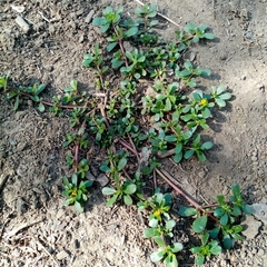 Portulaca oleracea