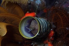 Chalaroderma ocellata