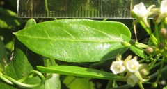 Cynanchum ellipticum