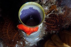 Chalaroderma ocellata