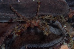 Achaeopsis spinulosa