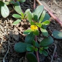 Portulaca oleracea