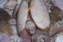Caffrogobius nudiceps