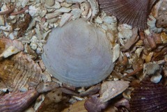 Sunetta bruggeni