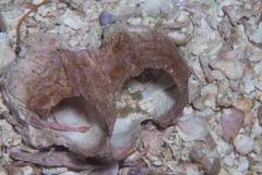 Austromegabalanus cylindricus