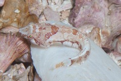 Apletodon pellegrini