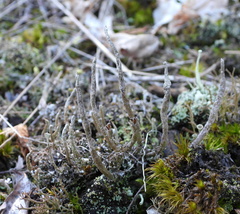 Cladonia cornuta cornuta