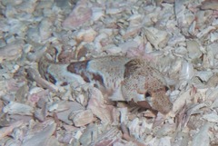 Pavoclinus smalei