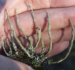 Cladonia cornuta cornuta