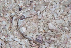 Pavoclinus smalei