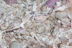 Pavoclinus smalei
