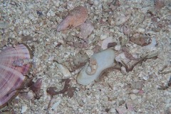 Apletodon pellegrini