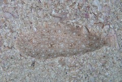 Heteromycteris capensis