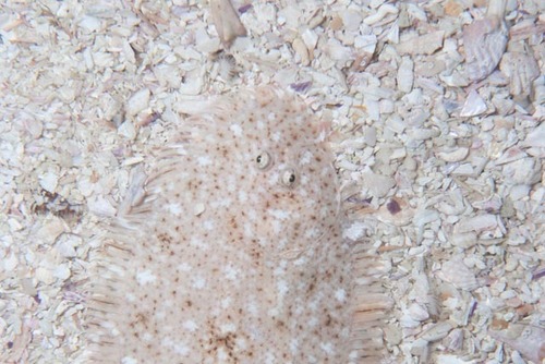 Cape sole (Heteromycteris capensis) — Soleidae — 4