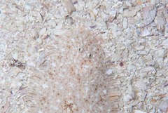 Heteromycteris capensis