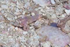 Apletodon pellegrini