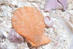 Talochlamys multistriata