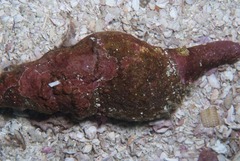 Africofusus ocelliferus