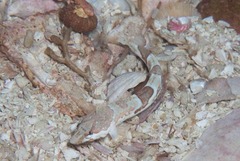 Pavoclinus smalei