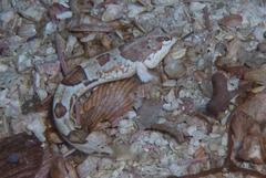 Pavoclinus smalei