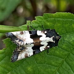 Phlogophora albovittata