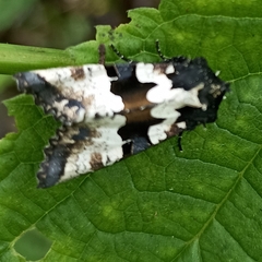 Phlogophora albovittata