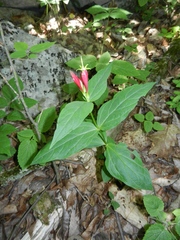 Spigelia marilandica