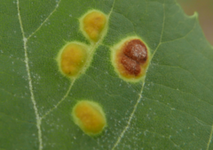 Phytoptus tetratrichus