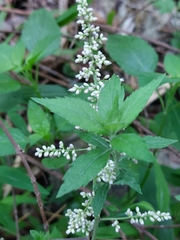 Artemisia anomala