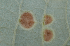 Phytoptus tetratrichus