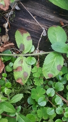 Protoventuria veronicae