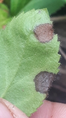 Protoventuria veronicae