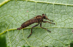 Tolmerus cingulatus