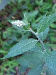Artemisia anomala