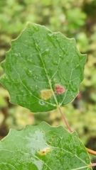 Aceria varia
