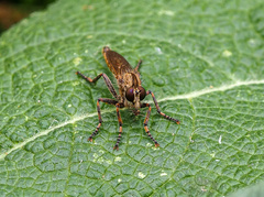 Tolmerus cingulatus