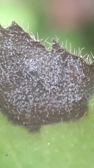 Protoventuria veronicae