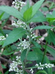 Artemisia anomala