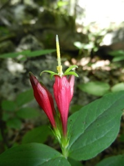 Spigelia marilandica