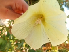 Alcea rugosa
