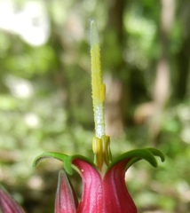 Spigelia marilandica