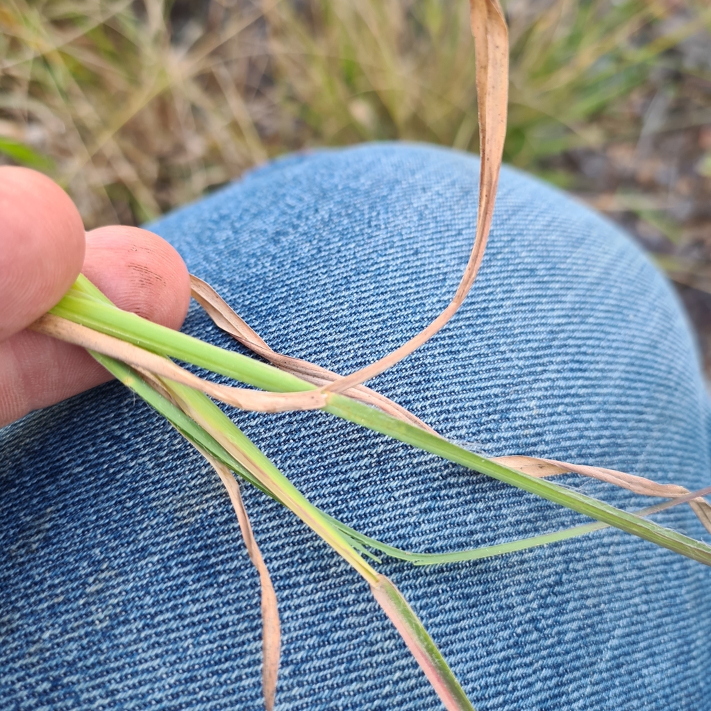 broomsedge bluestem from Dunmora QLD 4650, Australia on August 02, 2022