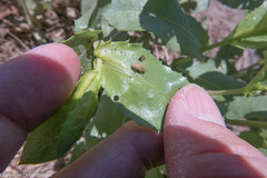 Grindelia stricta angustifolia