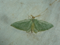 Celonoptera mirificaria