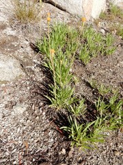 Raillardella scaposa