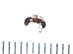 Myrmica lobicornis